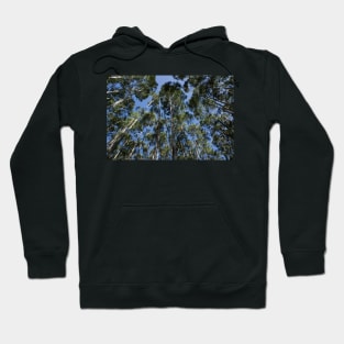 Tall trees Hoodie